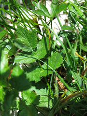 Heracleum austriacum siifolium