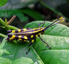 Rhopsotettix consummatus