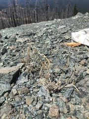 Boechera serpenticola