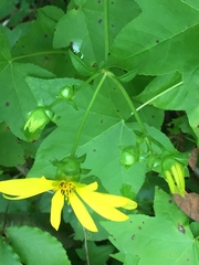 Silphium asteriscus latifolium