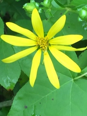 Silphium asteriscus latifolium
