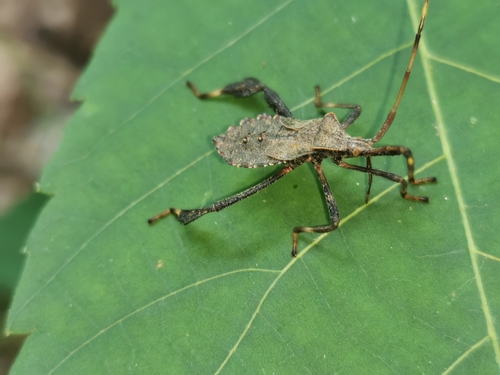 Acanthocephala terminalis photo 4
