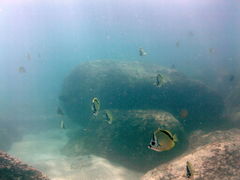 Johnrandallia nigrirostris