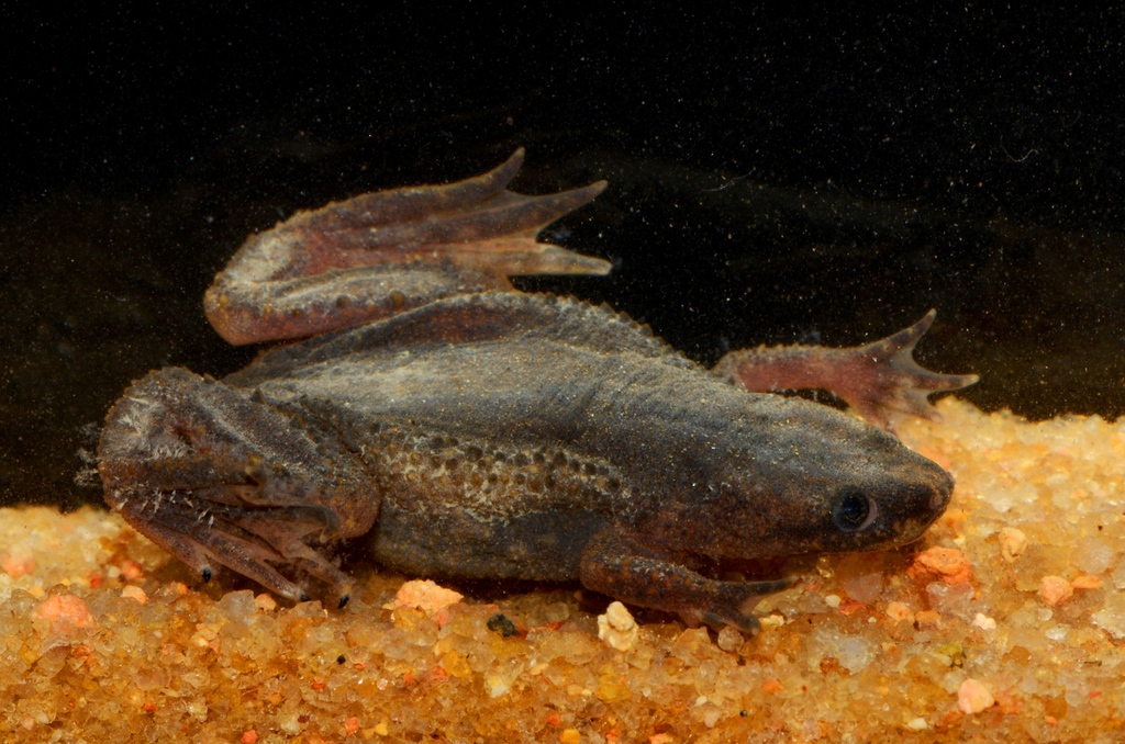 Xénope nain (Hymenochirus boettgeri)