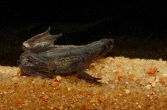 Zaire Dwarf Clawed Frog photo 3