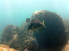 Prionurus laticlavius