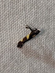 Caloptilia bimaculatella