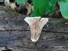 Lentinellus cochleatus