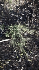 Angiospermae