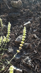 Angiospermae