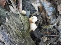 Lentinellus cochleatus