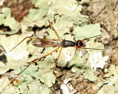Rainieria antennaepes