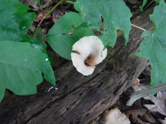 Lentinellus cochleatus