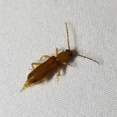 Smodicum cucujiforme