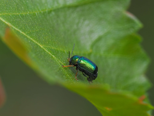 Cryptocephalus nitidulus