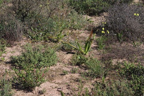 Image of Rolling Capespinach by (c) Tony Rebelo, some rights reserved (CC BY-SA)