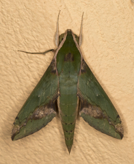 Xylophanes chiron