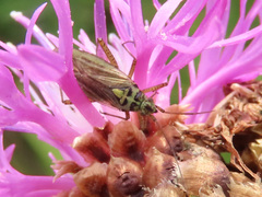 Oncotylus viridiflavus