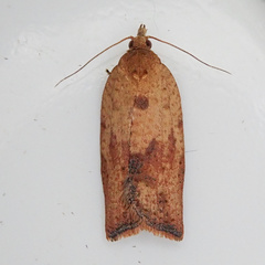 Epiphyas postvittana