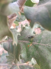Cataglyphis italica