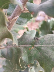 Cataglyphis italica