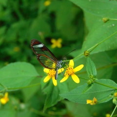 Pteronymia cotytto cotytto