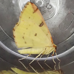 Opisthograptis luteolata