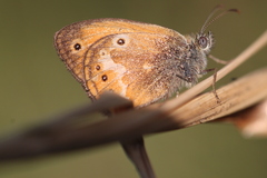 Coenonympha corinna