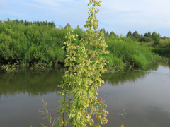 Rumex confertus