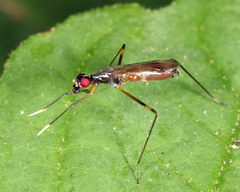Rainieria antennaepes