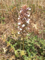 Acanthus spinosus
