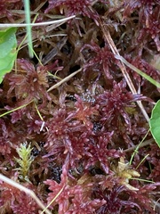 Sphagnum bartlettianum