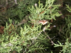 Uloborus walckenaerius