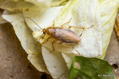 Ectobius pallidus