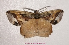 Thysanopyga crenata