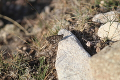 Hipparchia aristaeus