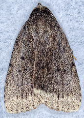 Amphipyra glabella