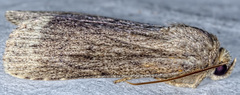 Amphipyra glabella