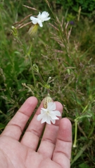 Behenantha