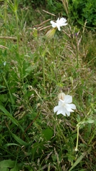 Behenantha