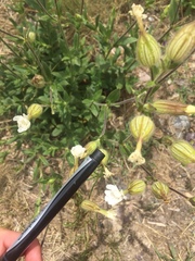 Behenantha