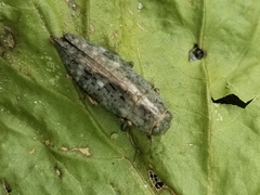 Dicerca lurida