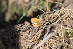 Coenonympha corinna