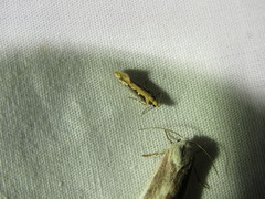 Ornativalva erubescens