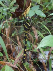 Macromia pacifica
