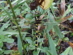 Macromia pacifica