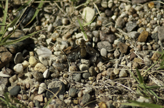 Poecilanthrax alcyon