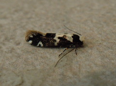 Neurothaumasia ankerella
