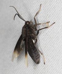 Pompiliodes albomarginata