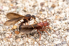 Trachymyrmex